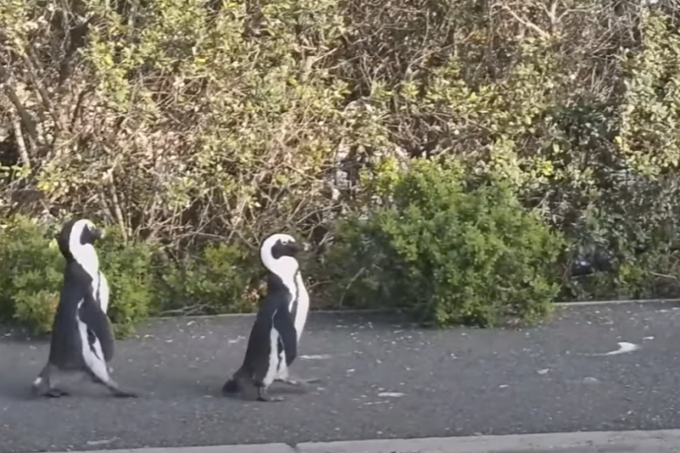 Nećete verovati: Oni biraju jednog partnera za ceo život