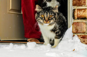 Baš poput ljudi, neke mačke vole sneg, neke mačke mrze sneg - a ne zna se koje su smešnije (VIDEO)