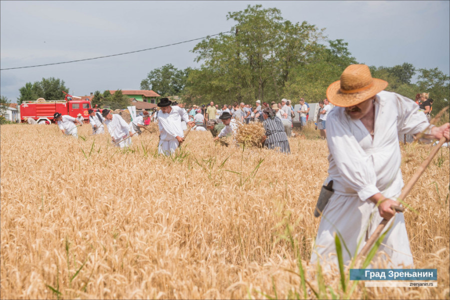 24SEDAM ZRENJANIN Gradonačelnik na “Žetelačkim danima” u Mužlji