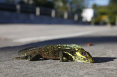 Toliko je hladno na Floridi da i iguane padaju sa drveća (FOTO/VIDEO)