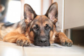 Mučenje i za psa i za vlasnika: Ove rase pasa nisu najbolji izbor za život u stanu