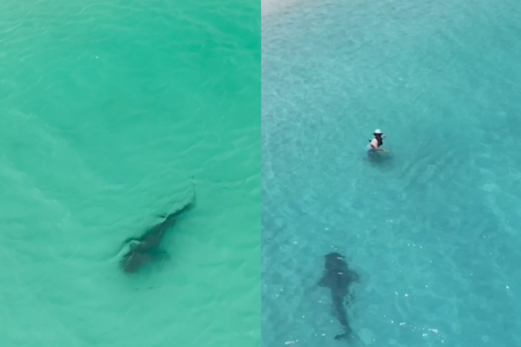 Ajkula snimljena u blizini plaže u Australiji: Plivala samo nekoliko metara od kupača, oni je nisu ni primetili (VIDEO)