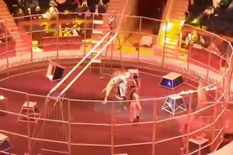 Lav napao cirkusanta Alekseja i zario mu zube u telo: Život mu spasla supruga Olga (VIDEO)