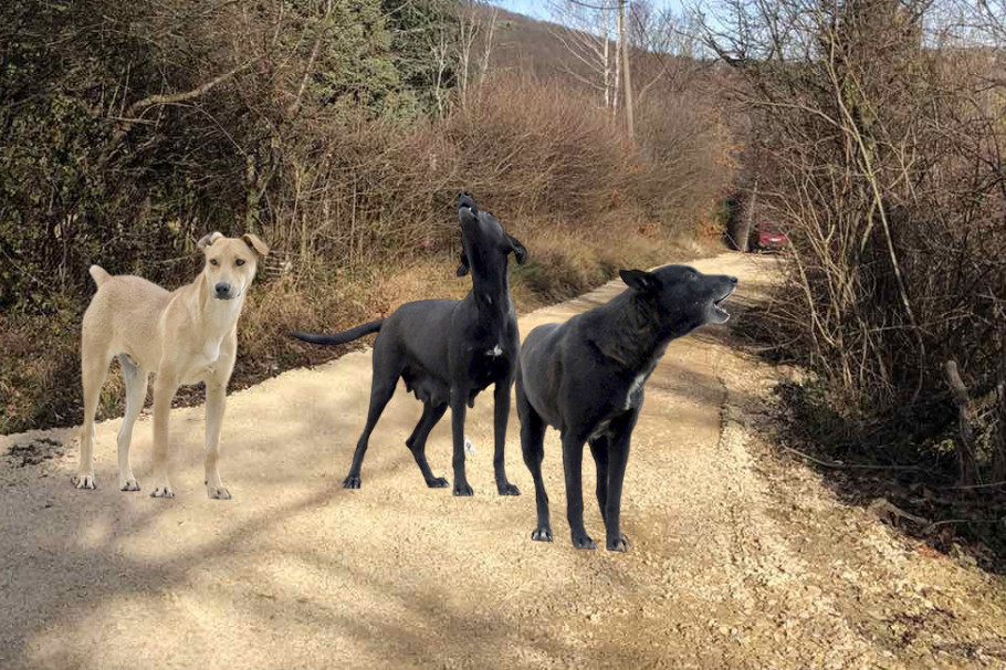 Psi lutalice nastavljaju da terorišu zapadnu Srbiju: Prepolovili stado ovaca u dragačevskom selu, meštani ne znaju šta da rade!