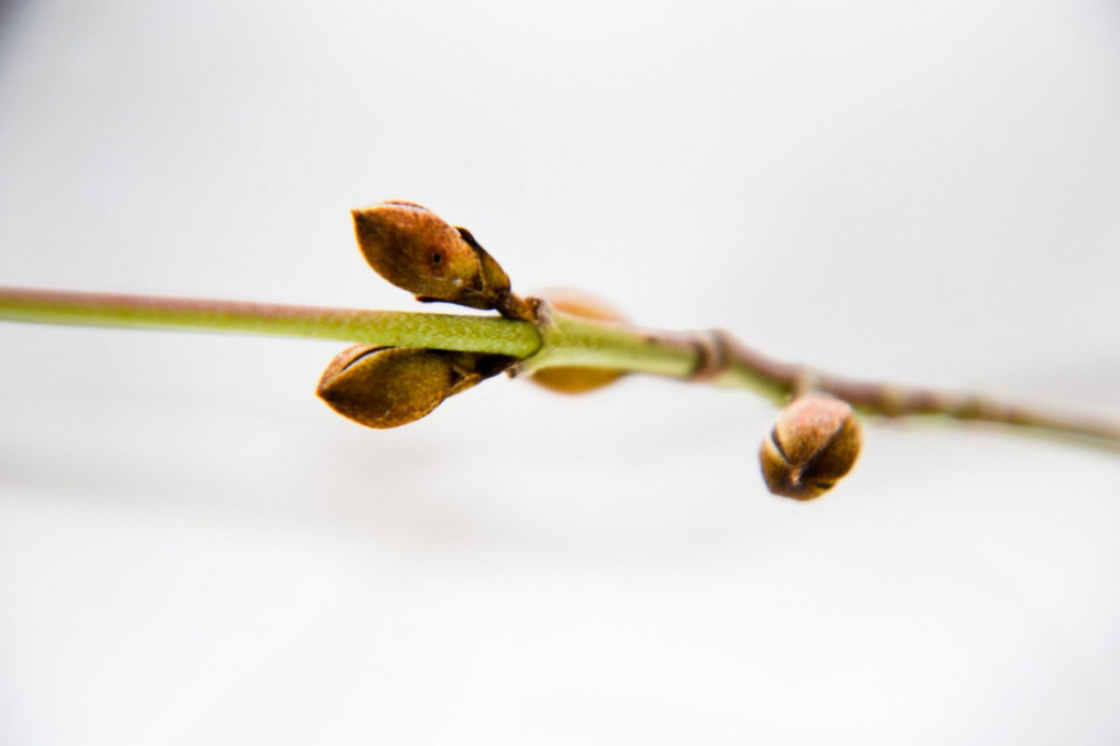 Da li je zdravije jesti celo jaje ili samo belance? Odgovor zavisi od toga šta vam je cilj