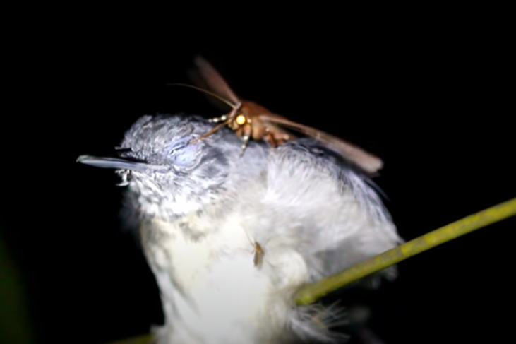 Da li ste znali da se moljci hrane suzama  ptica?