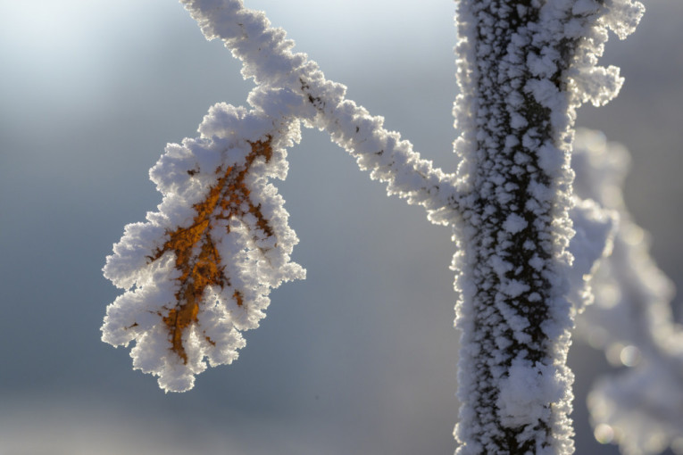 Zašto se kaže zdrav kao dren? Grančica drena obavezno ide u česnicu, a onaj ko je izvuče – biće zdrav cele godine