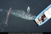 Ogroman sivi kit doneo na svet mladunče pred zapanjenim turistima: Videli smo prvo krv, ali je onda usledio predivan prizor (VIDEO)