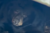 Porodica našla medveda u hibernaciji ispod trema: Pas ga nanjušio tokom šetnje (VIDEO)