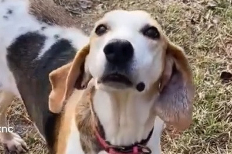 Pas se nadao novoj porodici, a onda je shvatio da ga niko ne želi (VIDEO)