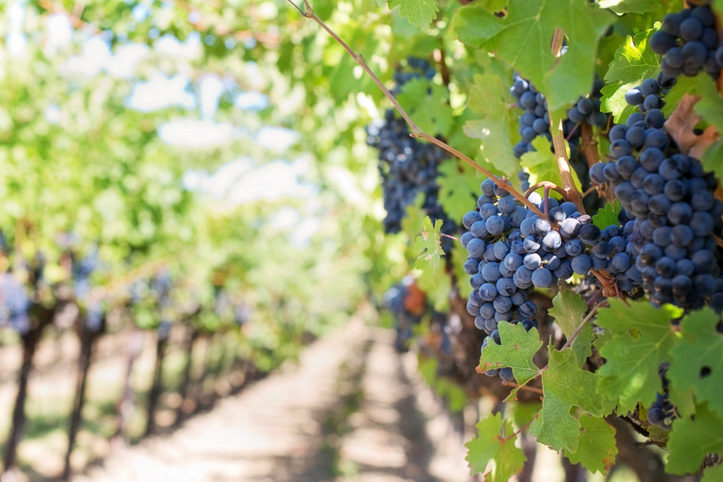 „Vinogradarstvo u Srbiji nikad bolje“