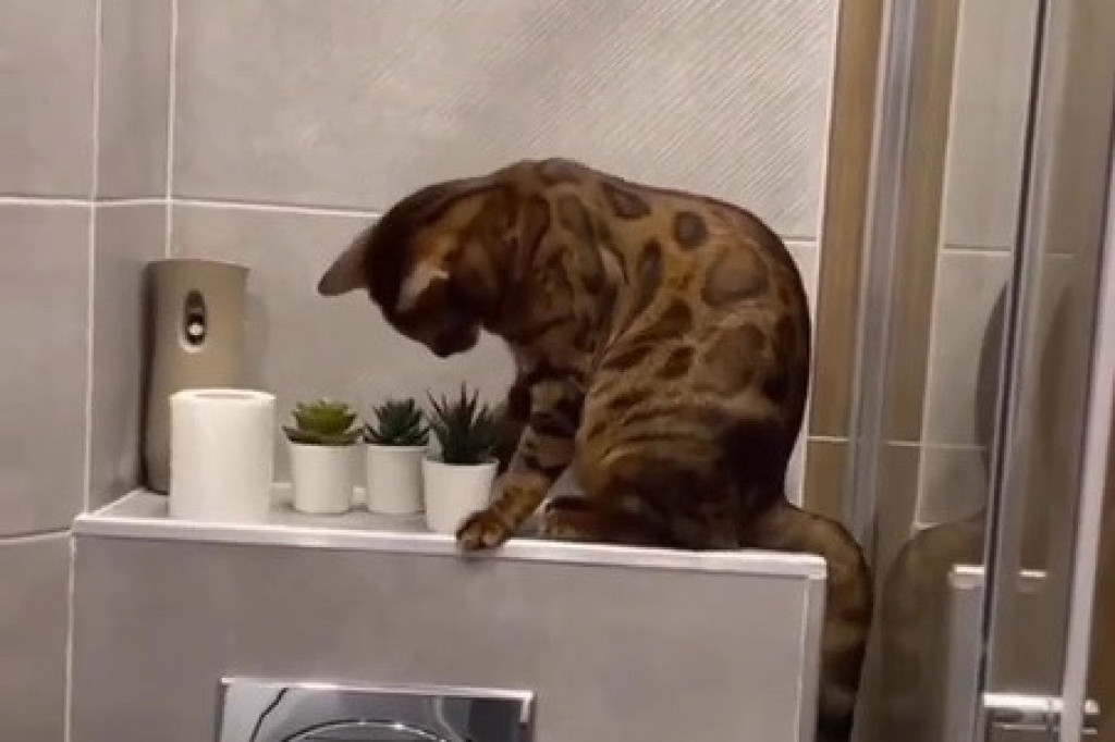 Jedna saksija, druga saksija, treća saksija... broji mačka cveće i u WC-šolju gleda (VIDEO)