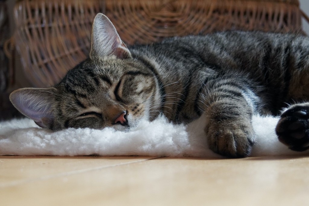 To što mnogo spava ne znači da je lenja: Zašto su mačke najživahnije u zoru i kasno uveče?