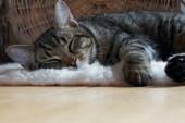 Vreme je za spavanje: Ova mačka svako veče tera vlasnicu u krevet, a zbog načina na koji to radi, postala je popularna na TikToku (VIDEO)