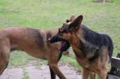 Pokolj kod Čačka! Psi lutalice rastrgli životinje, krv na sve strane (UZNEMIRUJUĆI SADRŽAJ)