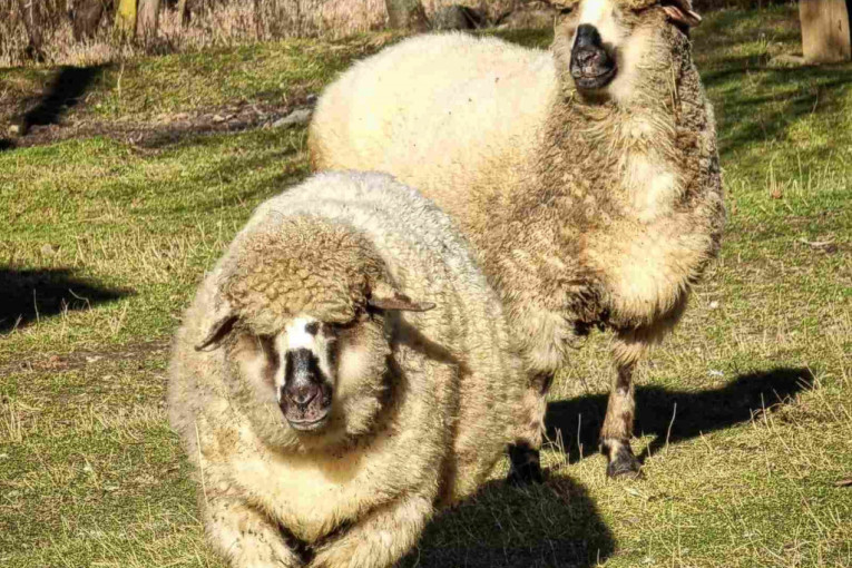 Svaki srpski kralj na trpezi je imao dva specijaliteta iz ovog mesta: Kada se čulo da jede i Tito, naručivala je čitava Jugoslavija (FOTO)