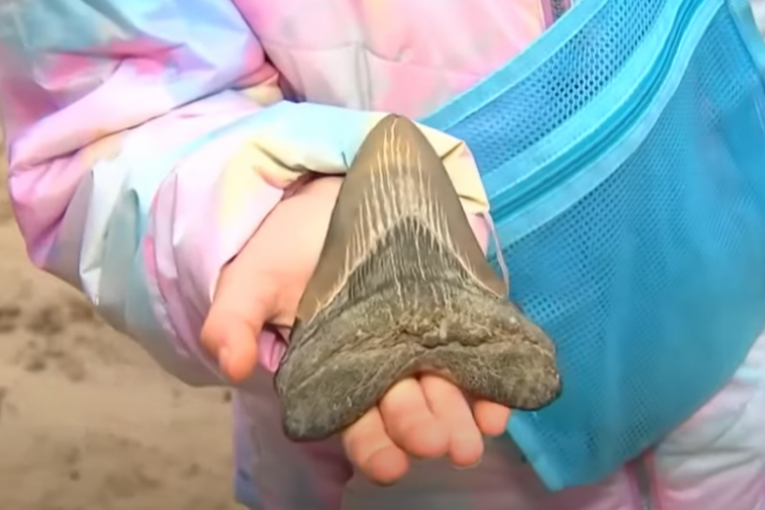 Devojčica pronašla zub džinovske praistorijske ajkule: "Ovo se događa jednom u životu" (VIDEO)