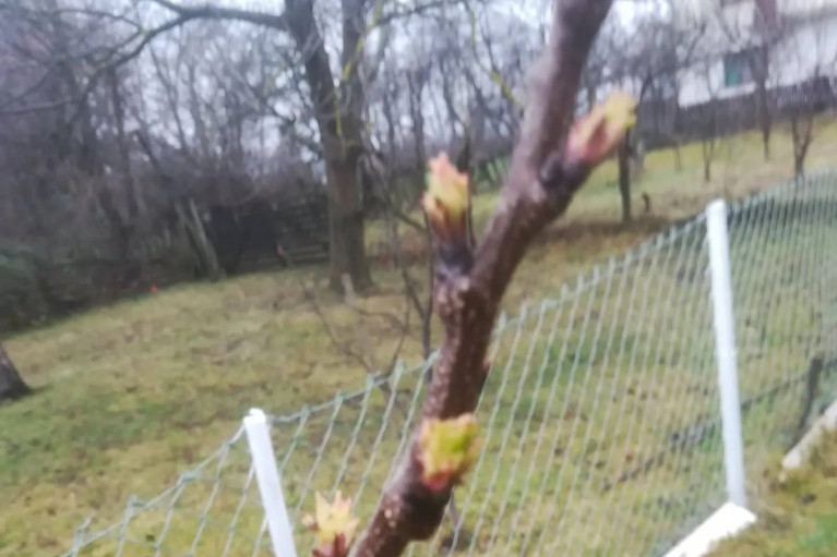 Kao da je proleće: Procvetala kajsija usred zime, Dragan iz Topole obišao voćnjak i ostao u šoku (FOTO)