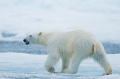 Polarni medved ubio dvoje u  Velsu! Njemu presudio meštanin