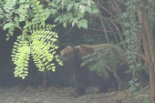 Nema odmora za medvede na Tari: Ne padaju lako u zimski san, na svakih deset dana izlaze i šetaju se - po njima je već stiglo proleće!