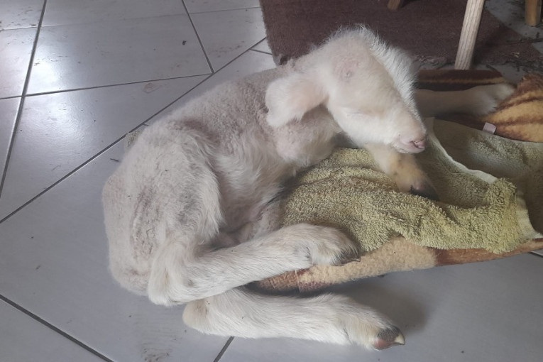 "Sve je bilo pod vodom, zatekli smo mrtve ovce i jagnjad": Reka Bjelica poplavila domaćinstvo porodice Matović