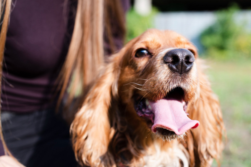 Loš zadah kod pasa: Ovo su mogući uzroci, a evo i kada bi trebalo da se obratite veterinaru