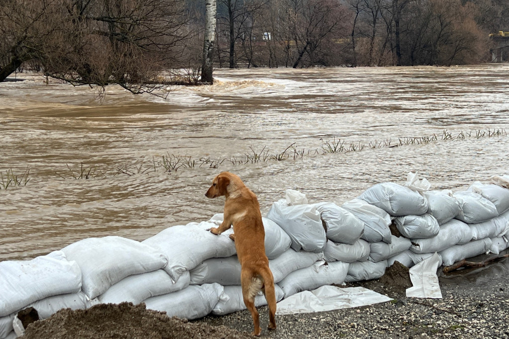 Najtužniji prizori poplava u Sloveniji: Uplašeni ljubimci zarobljeni u nabujalim rekama (FOTO)