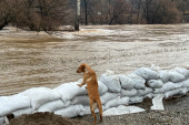 Najtužniji prizori poplava u Sloveniji: Uplašeni ljubimci zarobljeni u nabujalim rekama (FOTO)