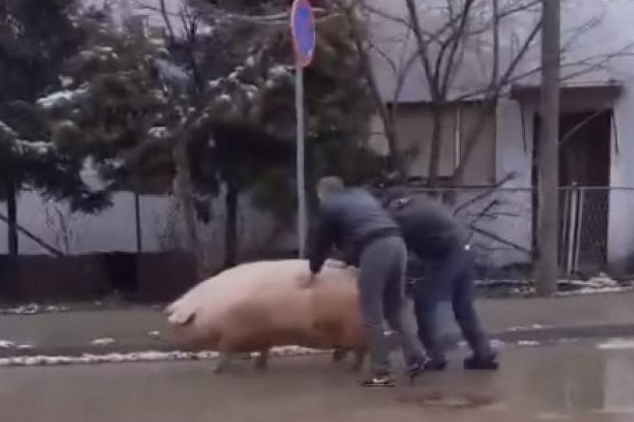 Snimak odbegle svinje postao hit na mrežama: Ljudi ne veruju šta joj rade njih dvojica - urnebesni komentari se samo nižu! (VIDEO)