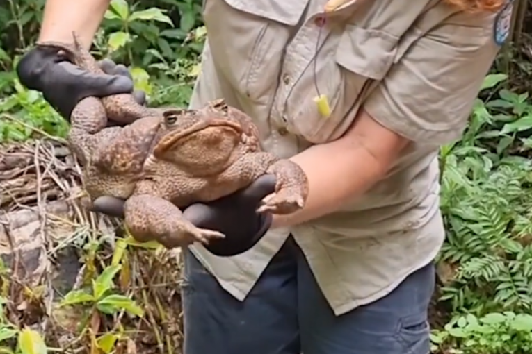Žaba monstrum otkrivena u prašumi: Naučnici je vrlo brzo uspavali (VIDEO)