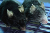 Naučnici su uspeli da podmlade miševe: Mogu li to uraditi i sa ljudima?