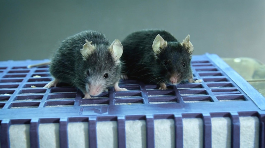 Neverovatna tradicija u Švajcarskoj: Hvataju miševe, seku repove i zarađuju