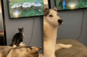 Šta kaže pas mački koja uleće u televizor da uhvati pticu? Pogledajte (VIDEO)
