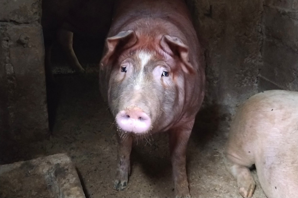 Svinja ubila mesara tokom klanja: Pronađen na podu sa nožem u ruci