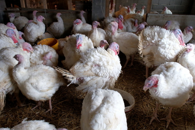Hrvatska u problemu: Potvrđen ptičji grip na farmi sa tovnim ćurkama