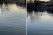 Delfini viđeni u reci Bronks u Njujorku (VIDEO)