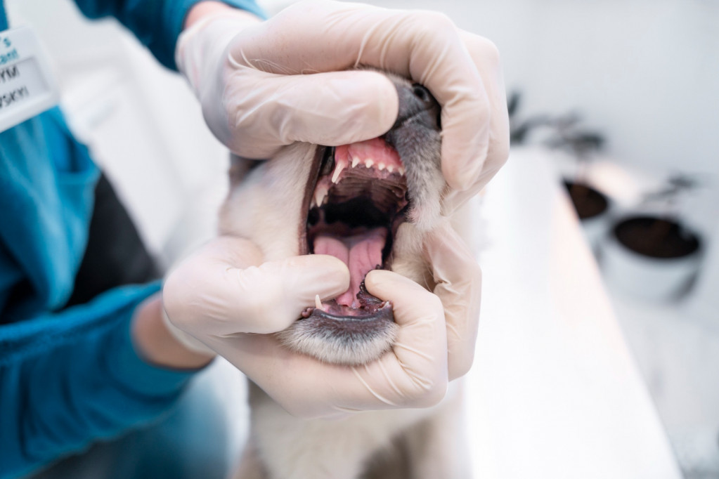 Psi često škrguću zubima, ali ako primetite ovo, obavezno ga odvedite kod veterinara