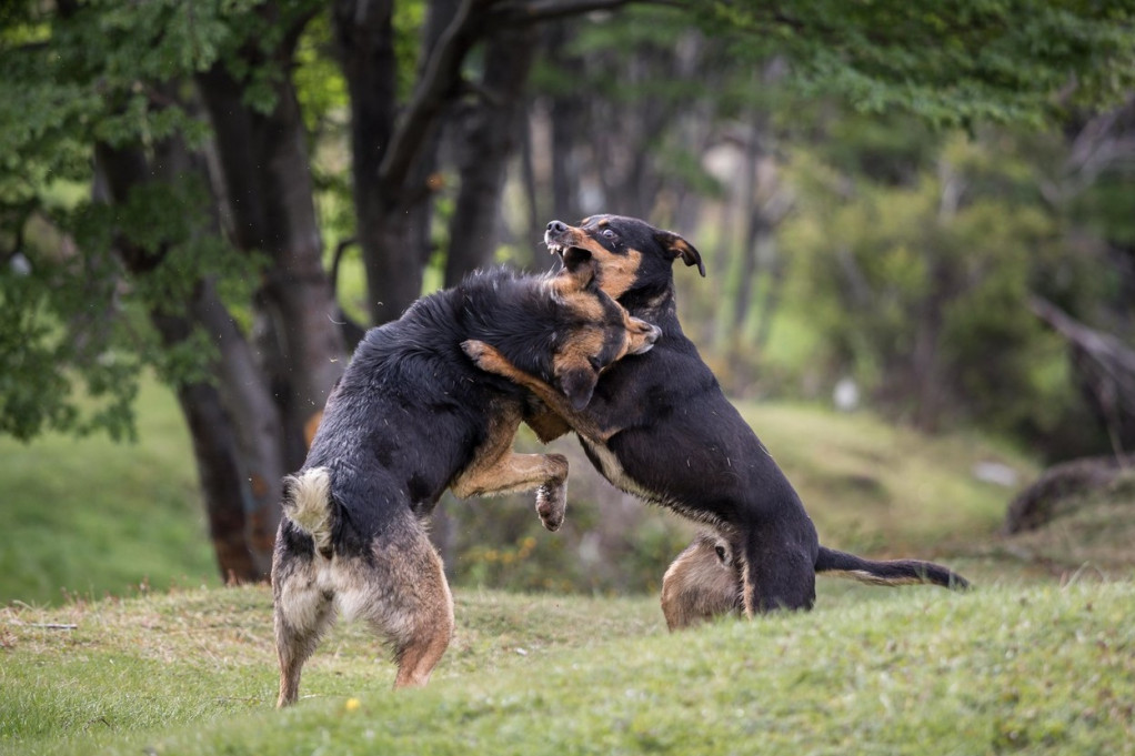 Opasan pas izmasakrirao pudlu na Novom Beogradu, vlasnica zanemela od šoka! Dva pravila mogu skupo da koštaju vlasnike pasa!