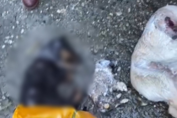 UZNEMIRUJUĆI VIDEO Horor scene iz šinteraja u Boru!  Mrtve i obezglavljene pse drže u zamrzivačima