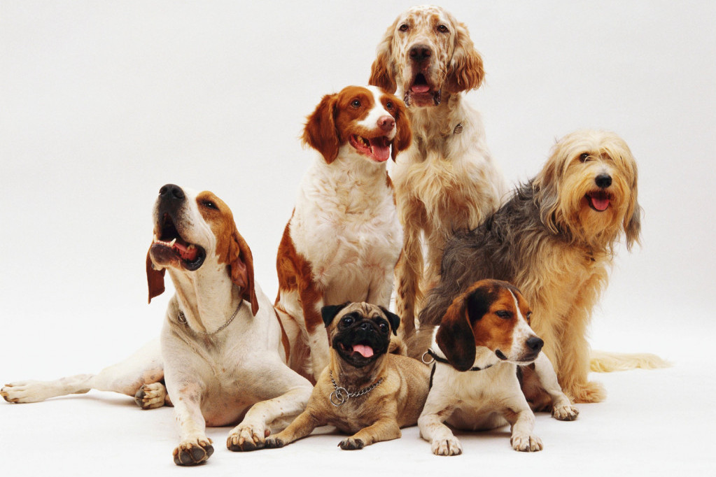 Vole ljude i druge životinje: Koje rase pasa spadaju u najdruželjubivije?