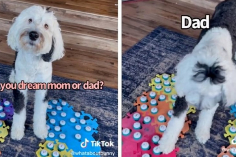 Ne, nije šala: Pas Bani zna da razgovara sa vlasnicima i zbog toga ima osam miliona fanova na TikToku (VIDEO)