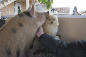 Bila veličine pesnice i na ivici smrti: Sada se umesto sa svinjama druži sa psima i ljudima (FOTO)