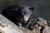 Mladunče mrkog medveda pronađeno nadomak Podgorice: Pribavljeno je na ilegalan način - o slučaju obaveštena i policija