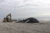 Kit od 12 metara se misteriozno nasukao na obalu Njujorka: Morali bagerom da ga uklone (VIDEO)