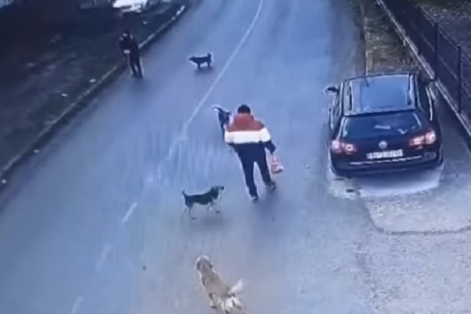 Hit scena u Beogradu: Kučići mahali repom i hteli da se igraju sa njim, a on od straha skočio na automobil (VIDEO)