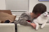 Dečak je samo hteo da se mazi s mačkom, a njena reakcija je nasmejala milione (VIDEO)