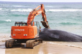 U stomaku uginulog kita nema šta nije pronađeno: Ribarske mreže, zamke, plastične kese...