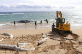 Uginulih kitova je sve više na obalama, a to je i dalje prava misterija