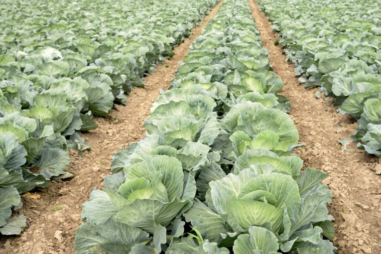 Njegoš je kralj paprike iz Prijepolja! Kilogram košta 250 dinara, a šalje je autobusom čak i za Nemačku!