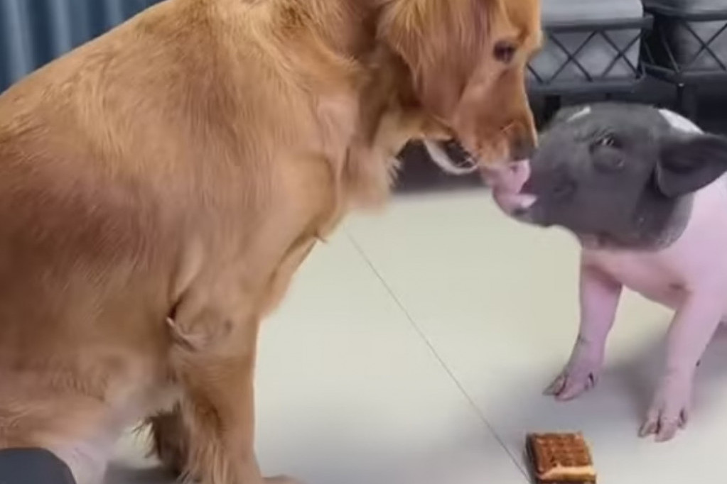 Pas koji hrani prase reš-prepečenom vaflom želi vam dobro jutro (VIDEO)